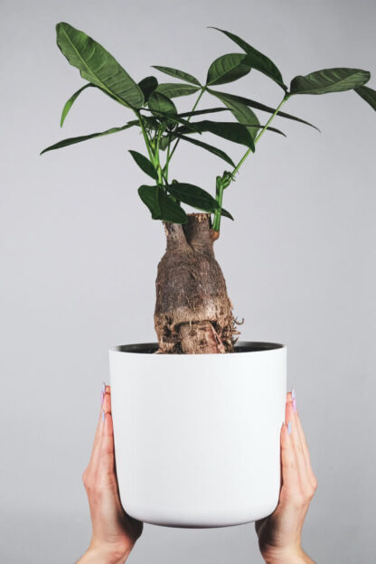 Aashirvaad Atta (5 kg) - Image 2